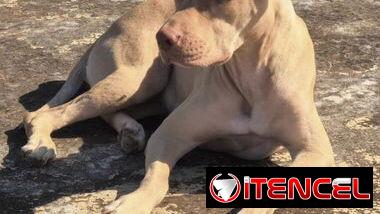 Cachorros de pitbull