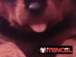 ((( CENTINELA PROTECTOR DE SUS BIENES ROTTWEILER AMBOS SEXOS BETTY MASCOTAS WHATSAPP 52506841 )))