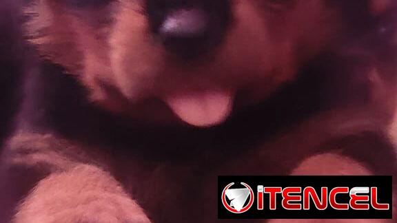 ((( CENTINELA PROTECTOR DE SUS BIENES ROTTWEILER AMBOS SEXOS BETTY MASCOTAS WHATSAPP 52506841 )))