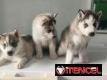 Husky siberiano