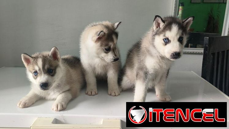 Husky siberiano