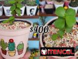 Cactus y suculentas 🌵