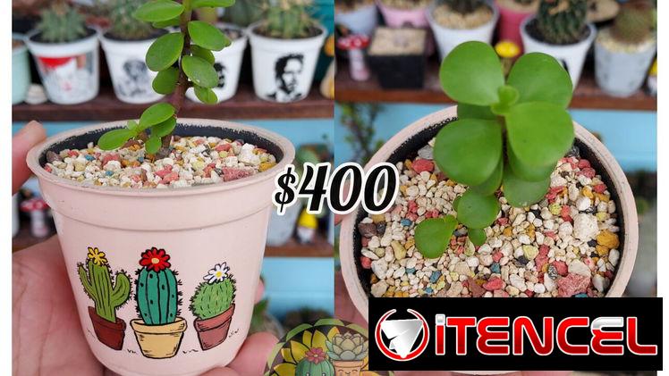 Cactus y suculentas 🌵