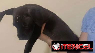 Cachorros de pitbull