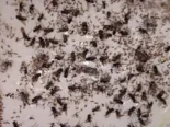 Trampas de ratón/ cinta atrapa moscas/ atrapa ratones