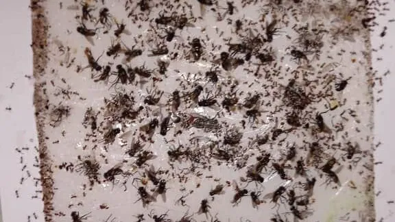 Trampas de ratón/ cinta atrapa moscas/ atrapa ratones