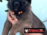 Cachorros Pastor Belga Malinois