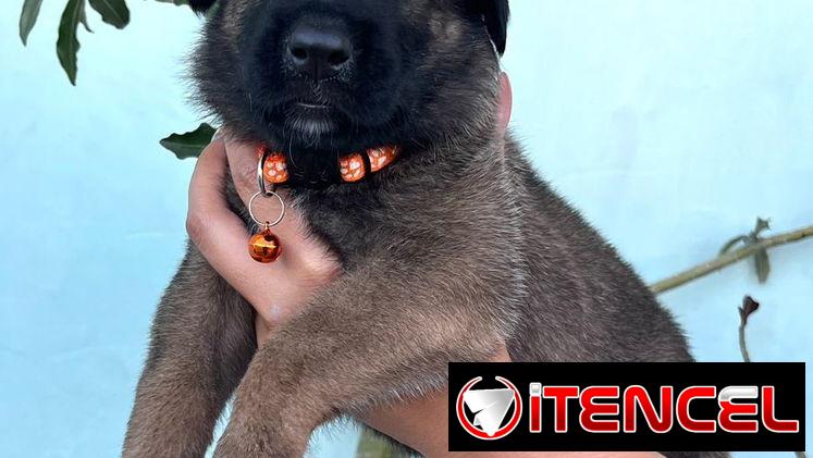 Cachorros Pastor Belga Malinois