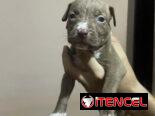 PITBULL