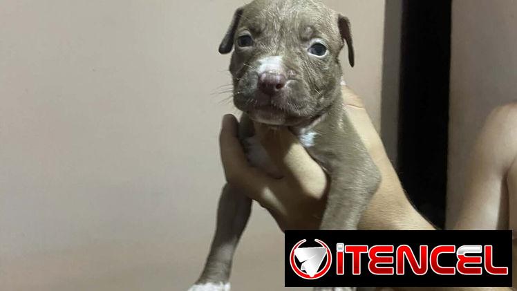 PITBULL