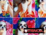 🐾 ¡HERMOSOS SHIH TZU AMBOS SEXOS BUSCANDO UN  HOGAR LLENO DE AMOR BETTY MASCOTAS WHAT’SAPP 52506841! 🐾
