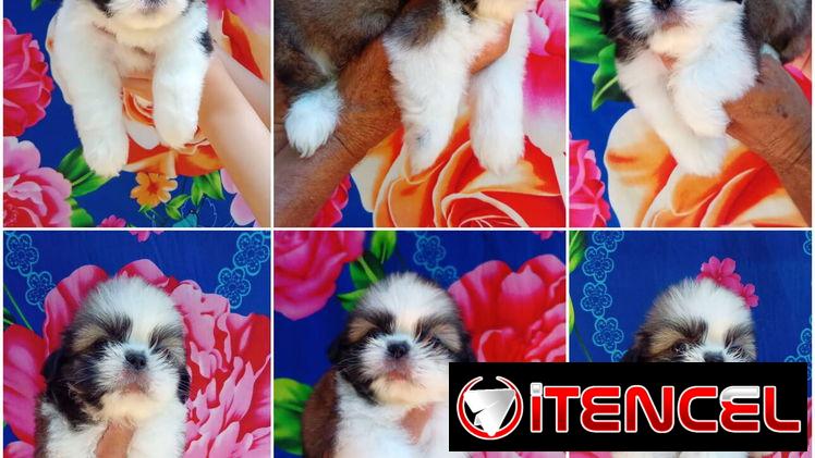 🐾 ¡HERMOSOS SHIH TZU AMBOS SEXOS BUSCANDO UN  HOGAR LLENO DE AMOR BETTY MASCOTAS WHAT’SAPP 52506841! 🐾