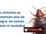 Servicio de Fumigación contra Chinches en La Habana