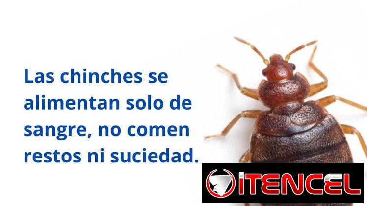 Servicio de Fumigación contra Chinches en La Habana