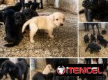 Cachorro Camada Labrador