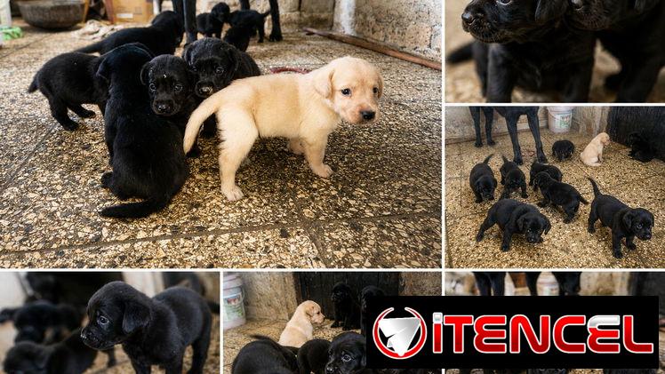 Cachorro Camada Labrador