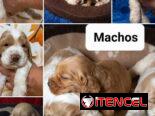 ((( COCKER SPANIEL AMBOS SEXOS WHATSAPP 58746643 )))