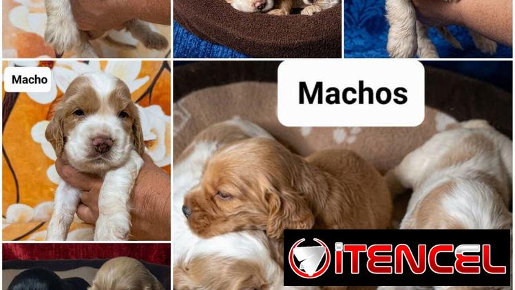 ((( COCKER SPANIEL AMBOS SEXOS WHATSAPP 58746643 )))