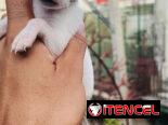 🐾Hermosos Chihuahuitas🍏de los más pequeñitos ambos sexos🌸💙🤏🏻🎁🐶excelente genética🧬