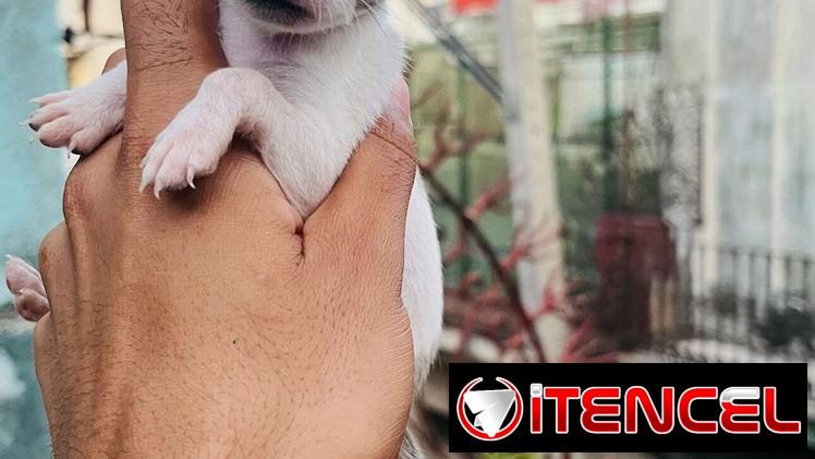 🐾Hermosos Chihuahuitas🍏de los más pequeñitos ambos sexos🌸💙🤏🏻🎁🐶excelente genética🧬