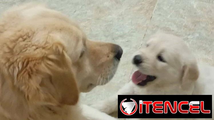 🐶 CACHORROS DE RAZAS CON GARANTÍA Y CONFIANZA BETTY MASCOTAS WHATSAPP 52506841 🐶