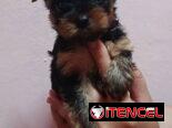 YORKY MINI CON PEDIGRI,machos en 350,hembra en 650 USD,TENGO MENSAJERÍA,se entregan VACUNADOS,INSCRITOS Y CON MICROCHIP