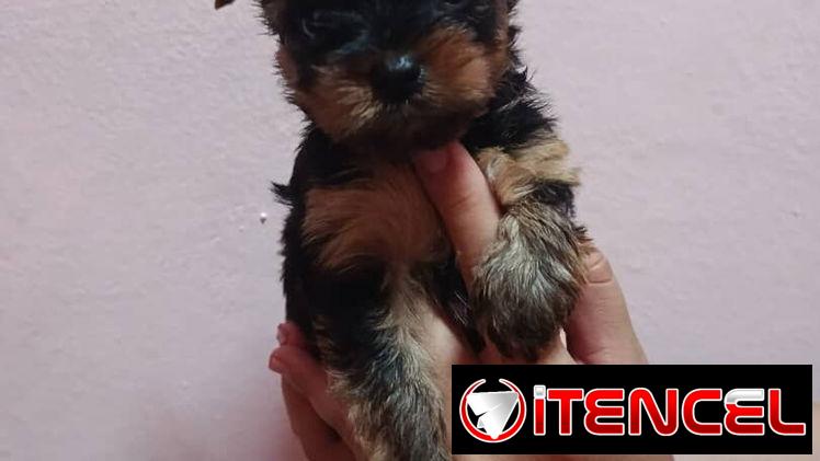 YORKY MINI CON PEDIGRI,machos en 350,hembra en 650 USD,TENGO MENSAJERÍA,se entregan VACUNADOS,INSCRITOS Y CON MICROCHIP