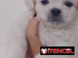 PEQUINÉS ALBINOS,machos,en 70 USD o equivalente,TENGO MENSAJERÍA,de 50 días,desparacitados,ENTREGAN CON HISTORIA CLÍNICA