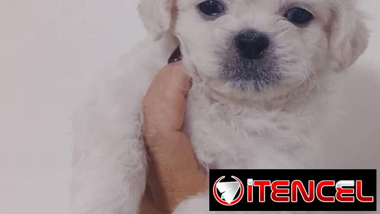 PEQUINÉS ALBINOS,machos,en 70 USD o equivalente,TENGO MENSAJERÍA,de 50 días,desparacitados,ENTREGAN CON HISTORIA CLÍNICA