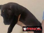 Cachorros de pitbull