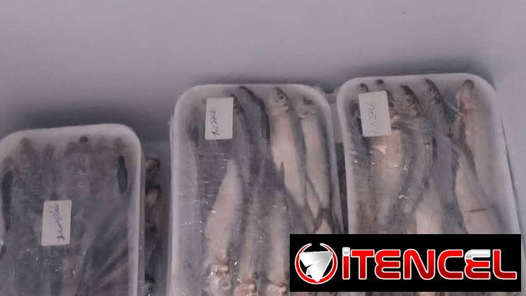 Sardina de ley limpia $850xLb Pescado fresco Lea todo el anuncio antes de contactar 55665753