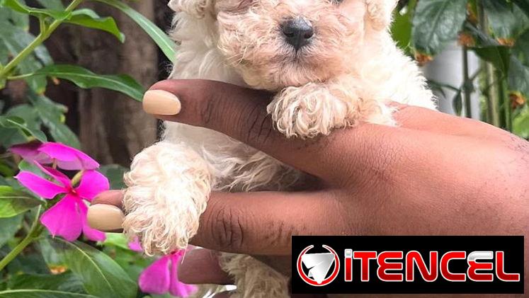 Bellos Caniche Toy