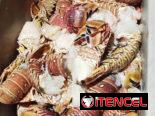Mariscos frescos
