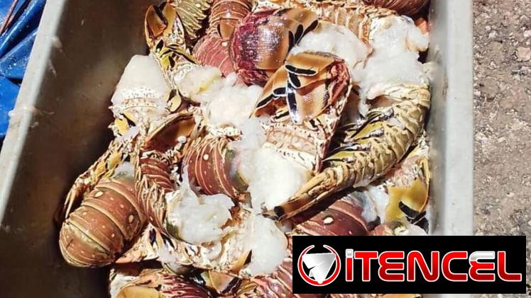 Mariscos frescos