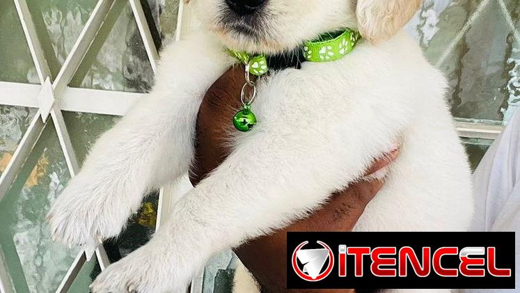 Cachorro Golden Retriever
