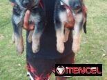 Pastores alemanes