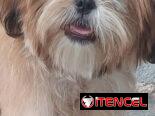 @@@@@Cachorros de excelente genética