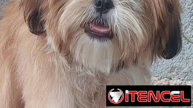 @@@@@Cachorros de excelente genética