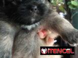 Peki es ambos sexos