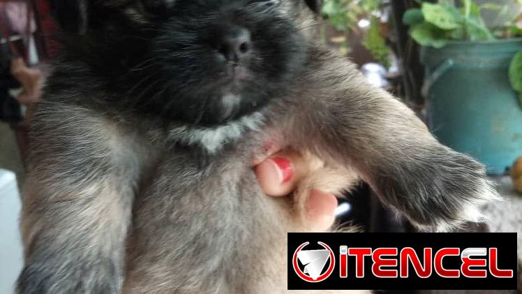 Peki es ambos sexos