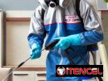 Fumigación contra Chincha en La Habana
