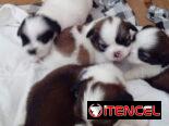 💜💜💜* 🐶  SHIH TZU AMBOS SEXOS  EXCELENTES PADRES  WHATSAPP … 💜💜💜.