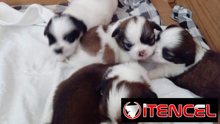 💜💜💜* 🐶  SHIH TZU AMBOS SEXOS  EXCELENTES PADRES  WHATSAPP … 💜💜💜.