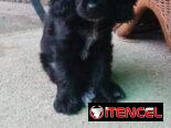 COKER SPANIEL,hembra,en 150 USD o equivalente(ACEPTO TRANSFERENCIA)TENGO MENSAJERÍA,tiene 62 días y está desparacitada.
