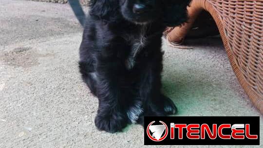 COKER SPANIEL,hembra,en 150 USD o equivalente(ACEPTO TRANSFERENCIA)TENGO MENSAJERÍA,tiene 62 días y está desparacitada.