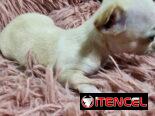 SHIHUAHUAS MINI CABEZA DE MANZANA,hembras,en 300 USD o equivalente,TENGO MENSAJERÍA,tienen 40 días y están desparacitada