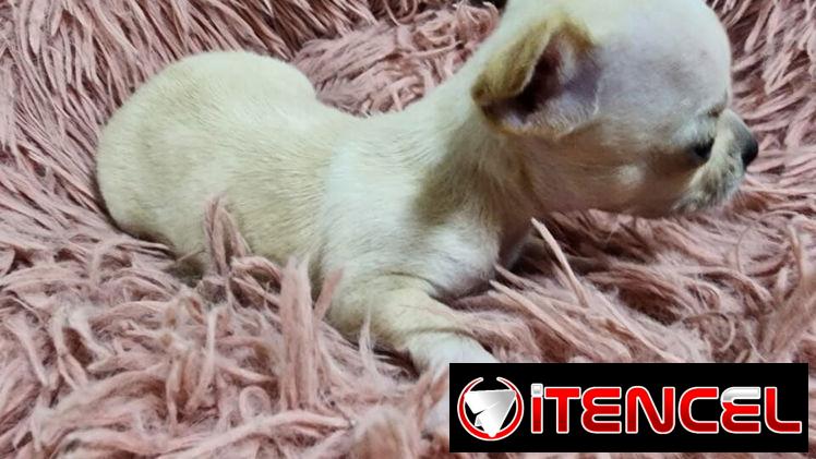 SHIHUAHUAS MINI CABEZA DE MANZANA,hembras,en 300 USD o equivalente,TENGO MENSAJERÍA,tienen 40 días y están desparacitada