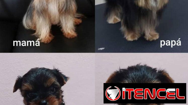 (((( YORKSHIRE TERRIER CON PEDIGREE AMBOS SEXOS BETTY MASCOTAS WHATSAPP 52506841 ))))