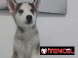 HUSKY SIBERIANO,macho,en 150 USD o equivalente,TENGO MENSAJERÍA,de 70 días,desparacitado,entrega con historia clínica