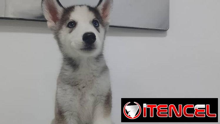 HUSKY SIBERIANO,macho,en 150 USD o equivalente,TENGO MENSAJERÍA,de 70 días,desparacitado,entrega con historia clínica
